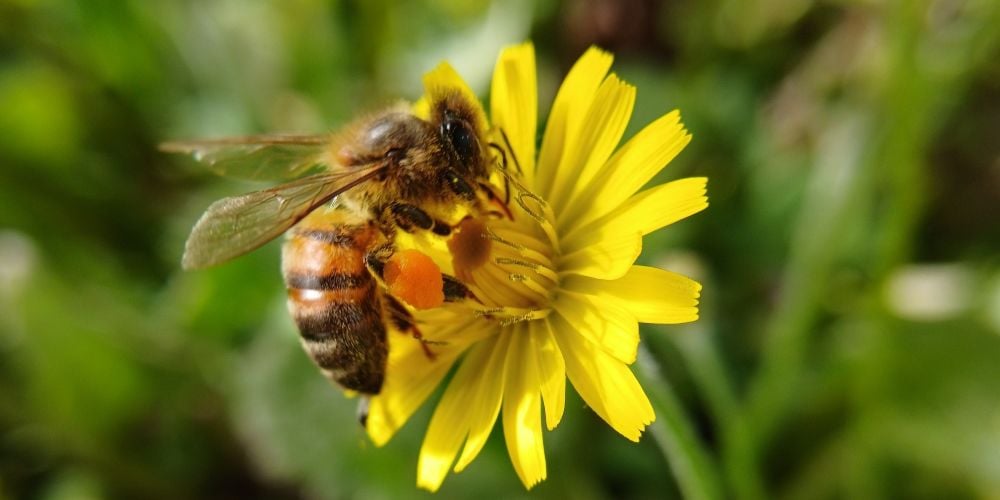 Close-up of a honey bee collecting nectar and pollen from a bright yellow flower